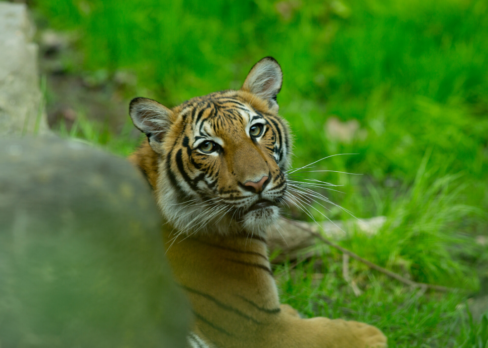 Comment les animaux du monde entier réagissent au COVID-19 