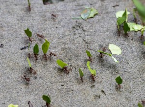 Des abeilles aux opossums :20 faits sur la pollinisation 