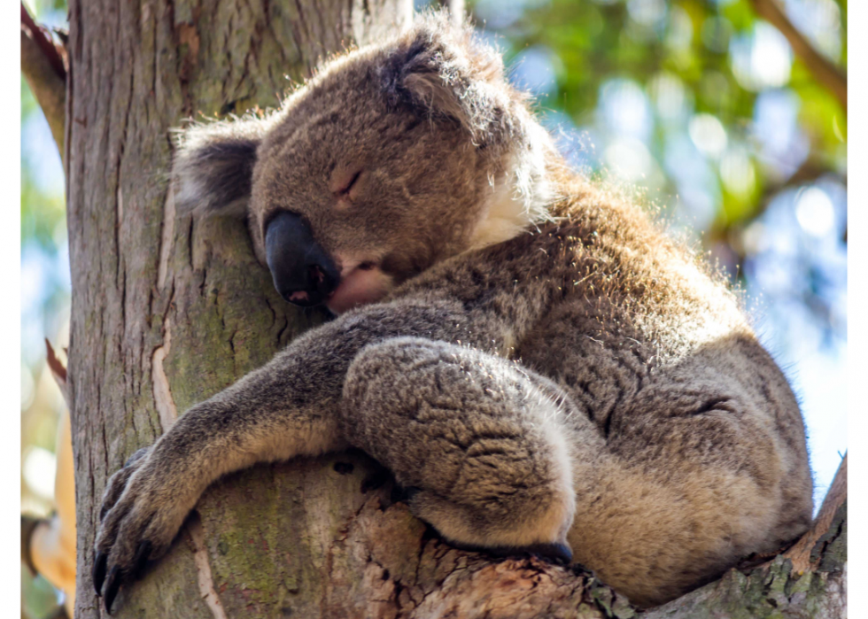 30 faits fascinants sur le sommeil dans le règne animal 