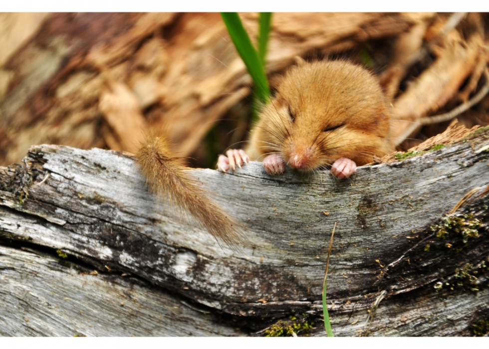 30 faits fascinants sur le sommeil dans le règne animal 