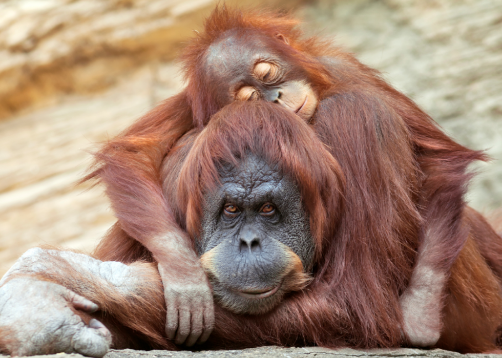 30 faits fascinants sur le sommeil dans le règne animal 