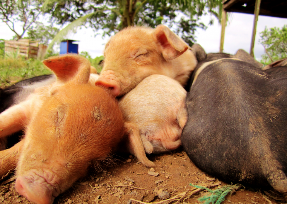 30 faits fascinants sur le sommeil dans le règne animal 