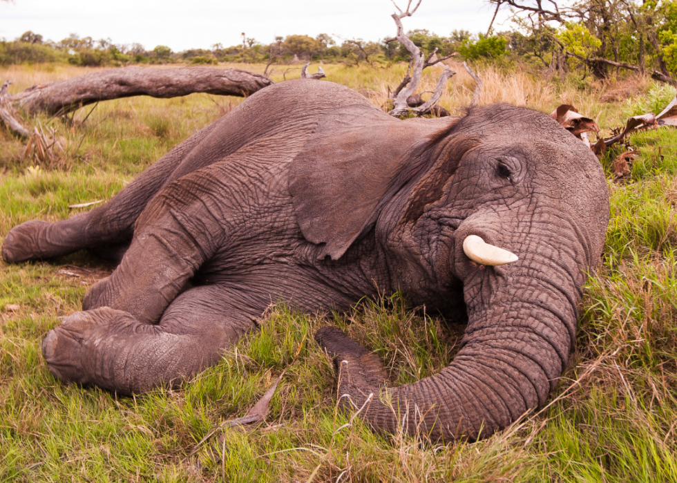 30 faits fascinants sur le sommeil dans le règne animal 