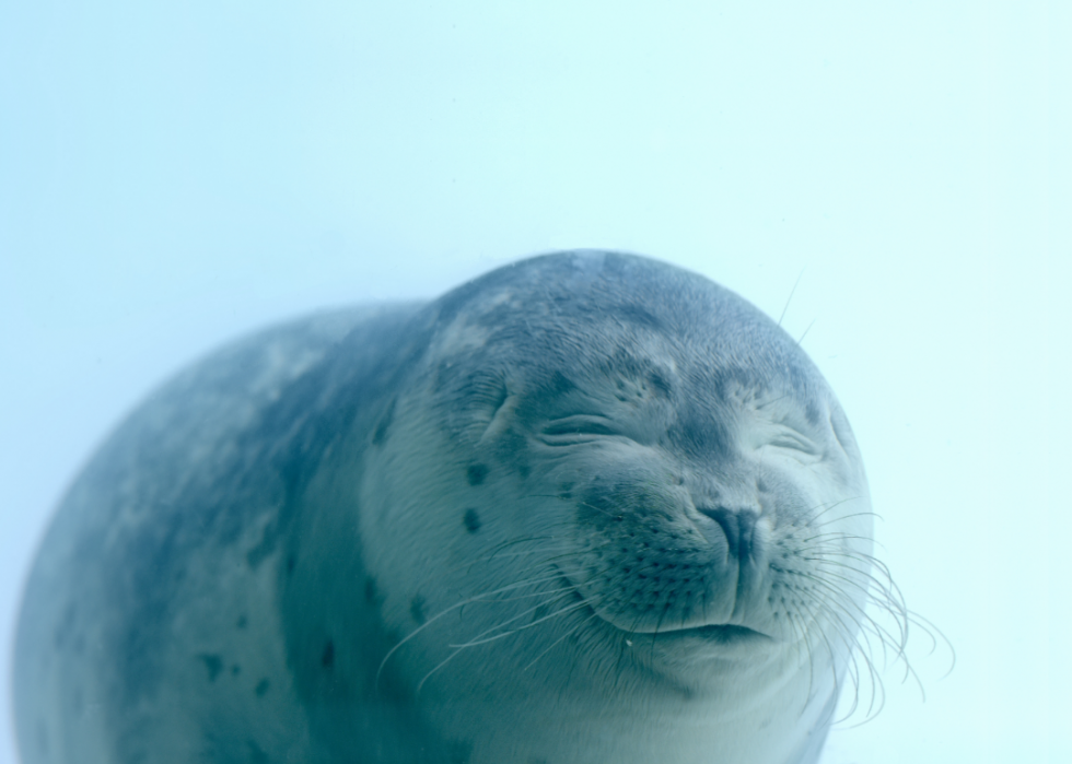 30 faits fascinants sur le sommeil dans le règne animal 