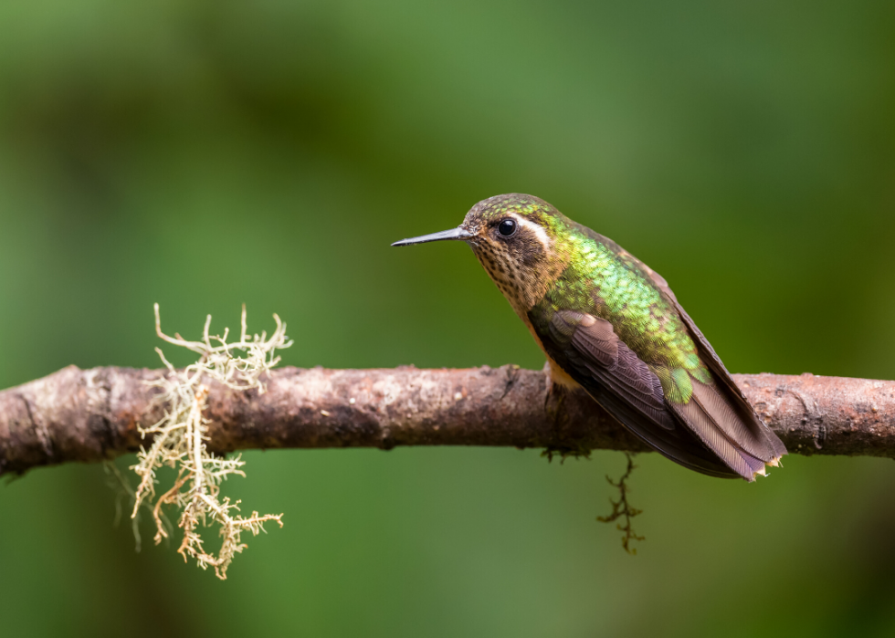 50 animaux dont les habitats sont menacés par le changement climatique 