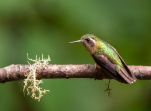 50 animaux dont les habitats sont menacés par le changement climatique 