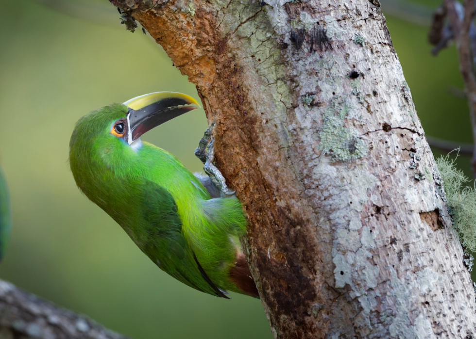 50 animaux dont les habitats sont menacés par le changement climatique 