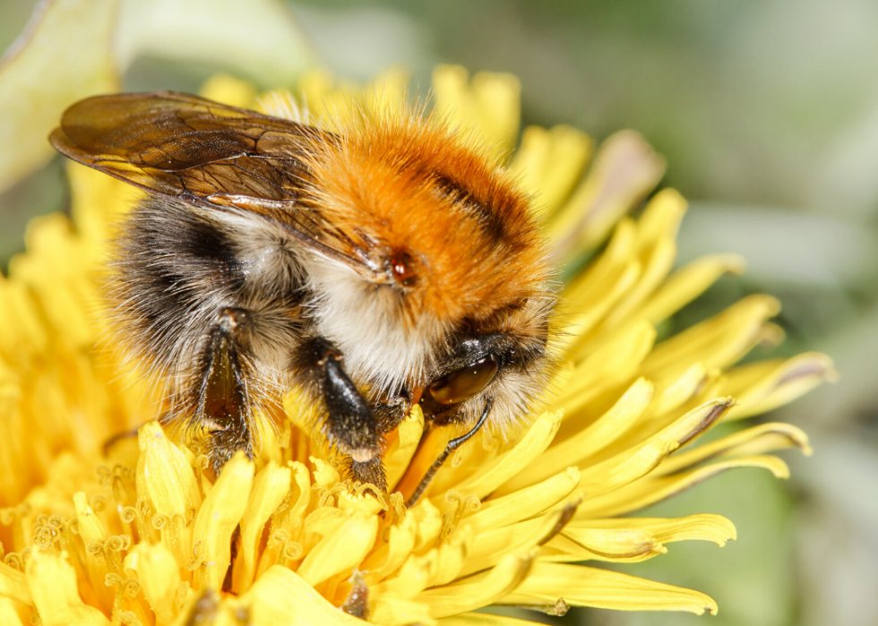 50 animaux dont les habitats sont menacés par le changement climatique 