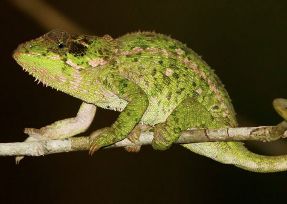 50 animaux dont les habitats sont menacés par le changement climatique 