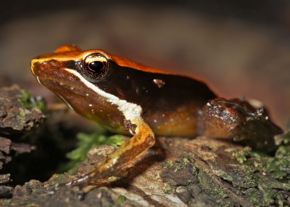 50 animaux dont les habitats sont menacés par le changement climatique 