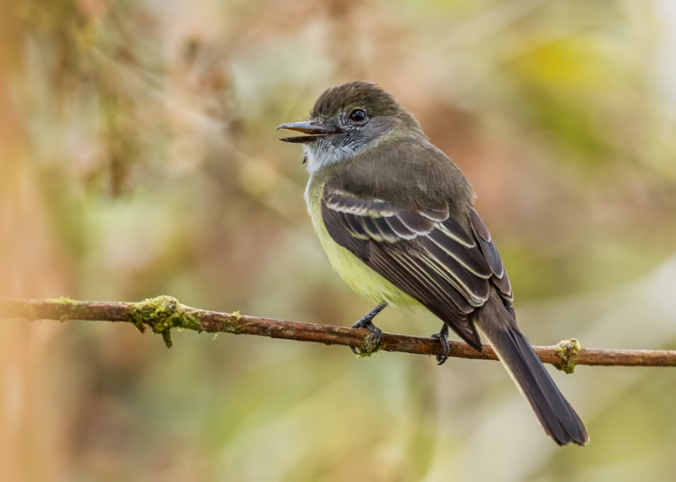 50 animaux dont les habitats sont menacés par le changement climatique 