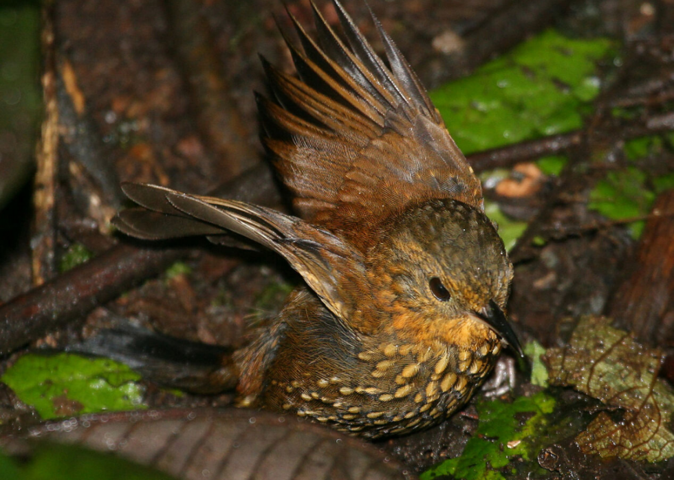 50 animaux dont les habitats sont menacés par le changement climatique 