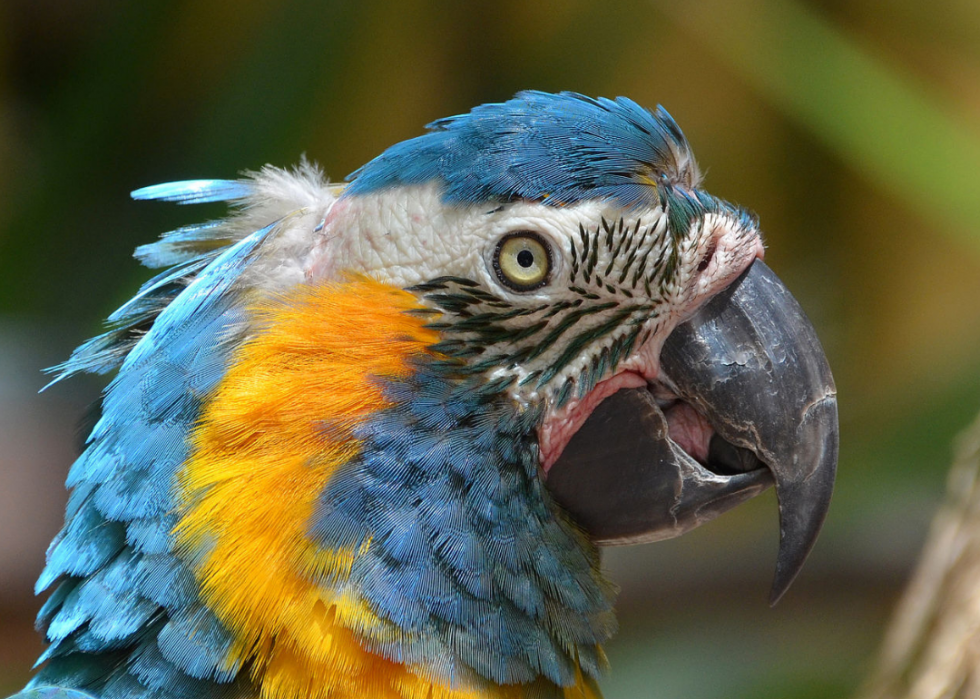 50 espèces menacées qui ne vivent que dans la forêt amazonienne 