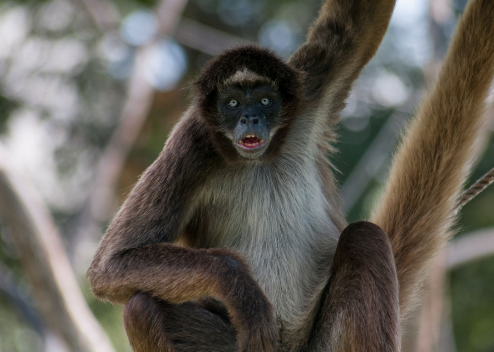 50 espèces menacées qui ne vivent que dans la forêt amazonienne 