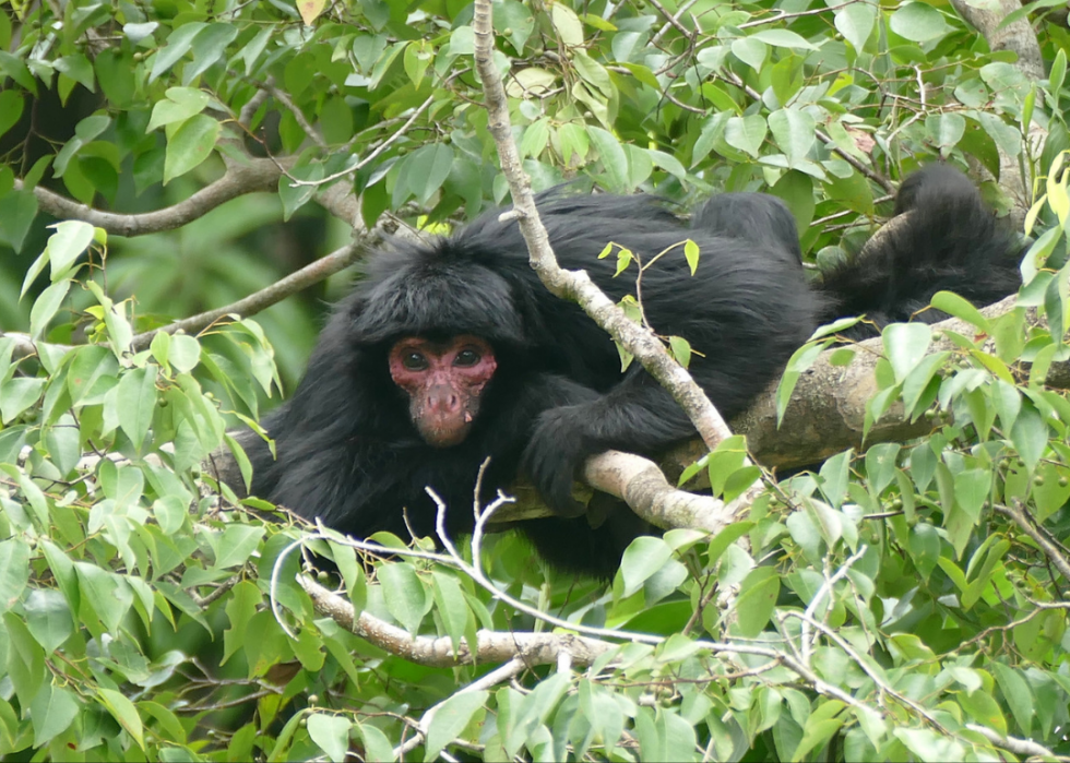 50 espèces menacées qui ne vivent que dans la forêt amazonienne 