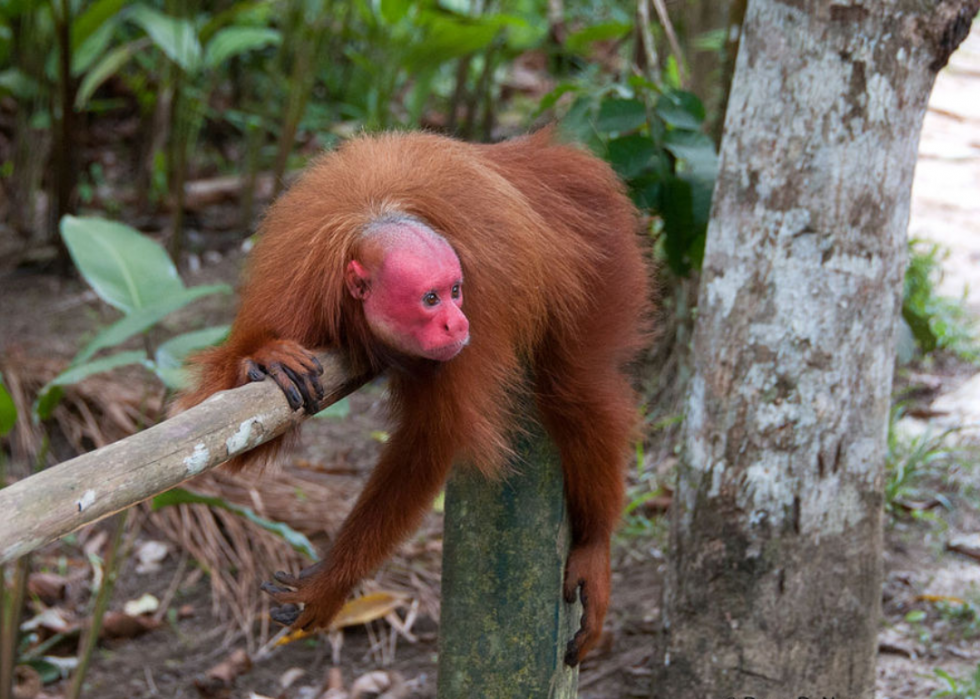 50 espèces menacées qui ne vivent que dans la forêt amazonienne 