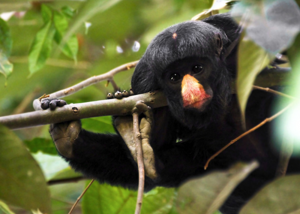 50 espèces menacées qui ne vivent que dans la forêt amazonienne 