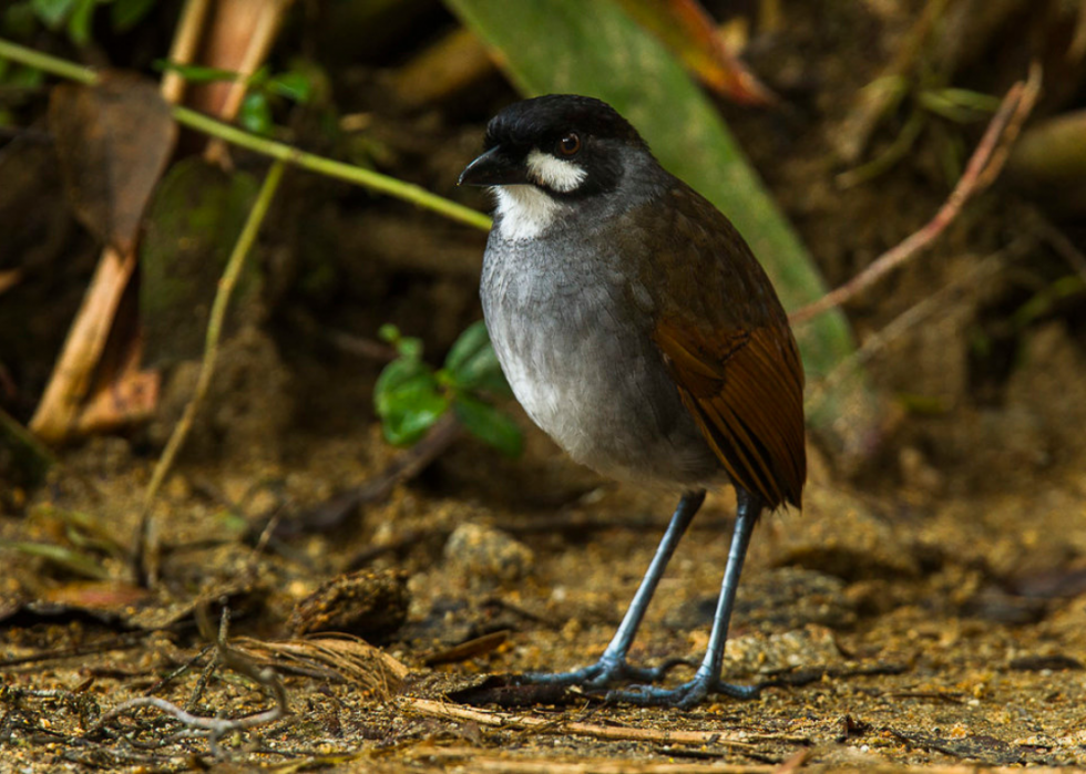 50 espèces menacées qui ne vivent que dans la forêt amazonienne 