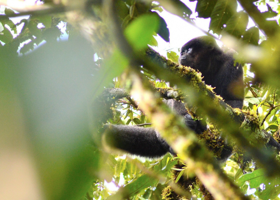 50 espèces menacées qui ne vivent que dans la forêt amazonienne 