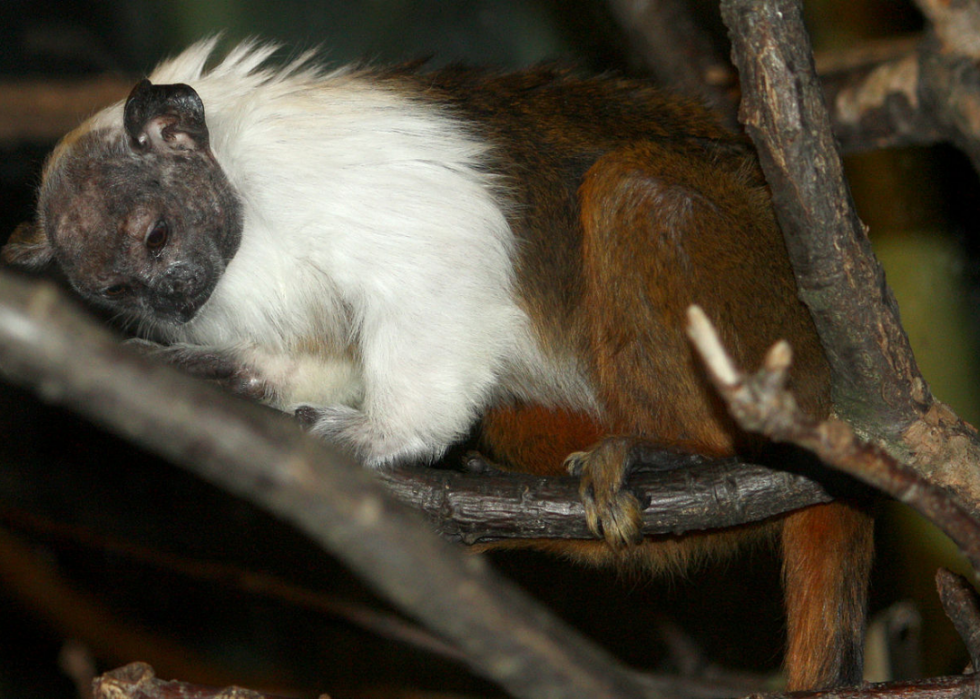 50 espèces menacées qui ne vivent que dans la forêt amazonienne 