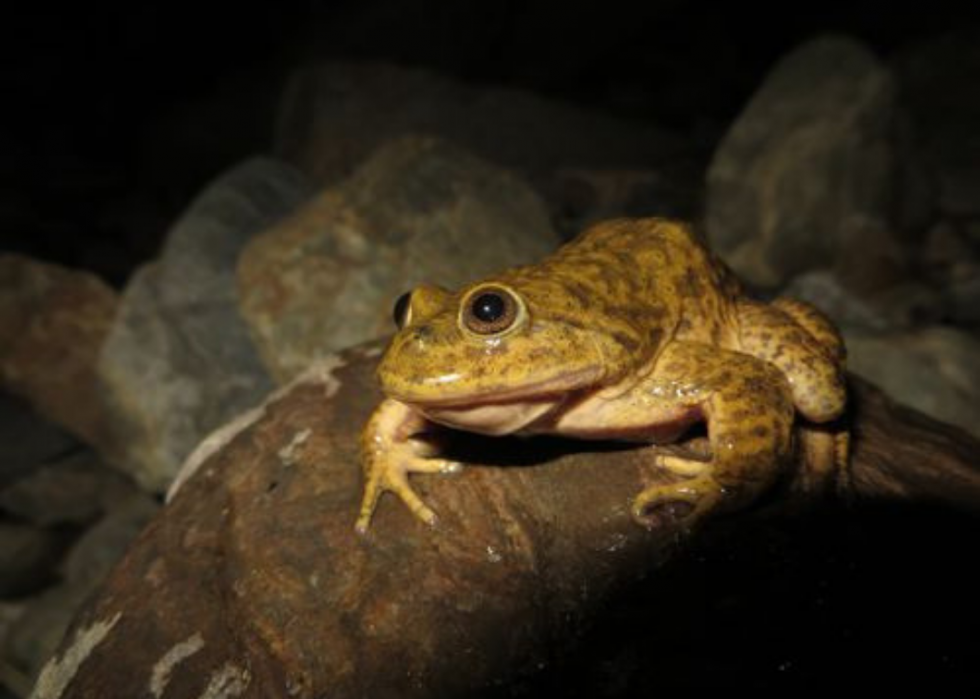 50 espèces menacées qui ne vivent que dans la forêt amazonienne 