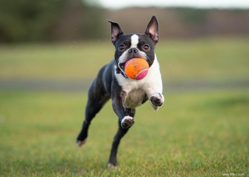 Les chiens les plus rapides du monde 