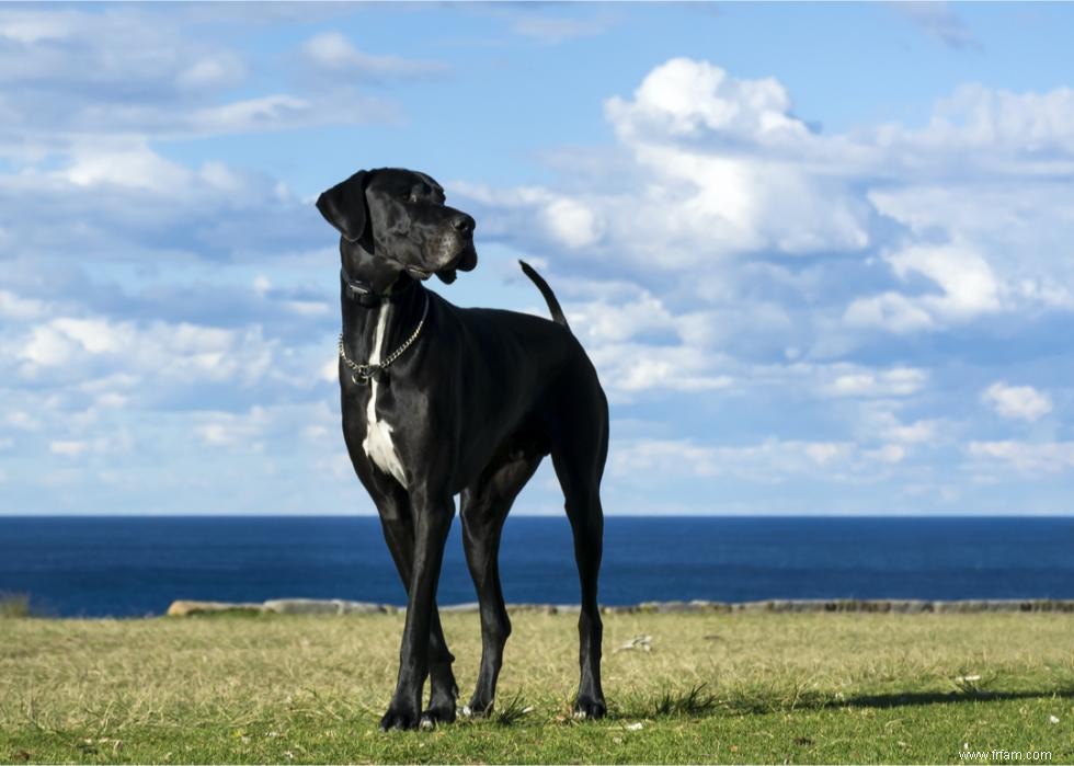 Les chiens les plus rapides du monde 