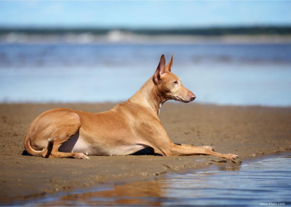 Les chiens les plus rapides du monde 