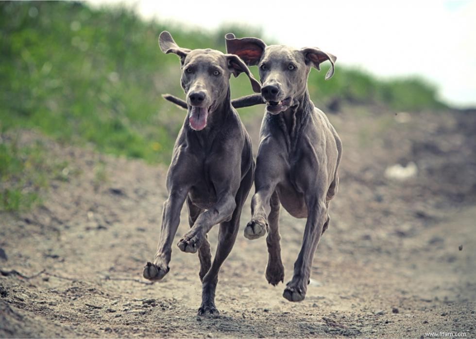 Les chiens les plus rapides du monde 