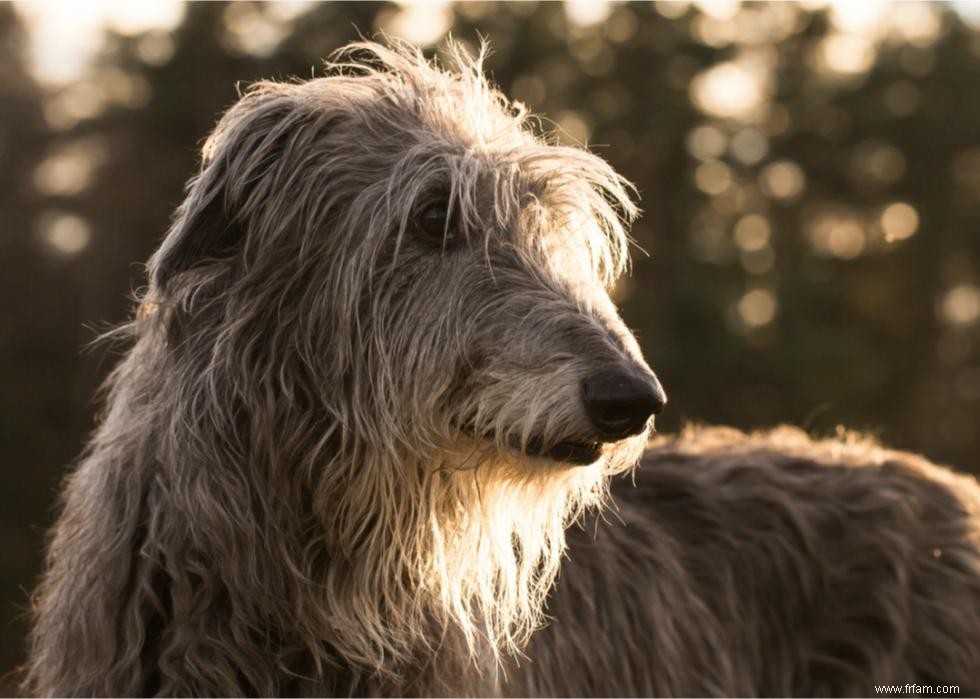 Les chiens les plus rapides du monde 