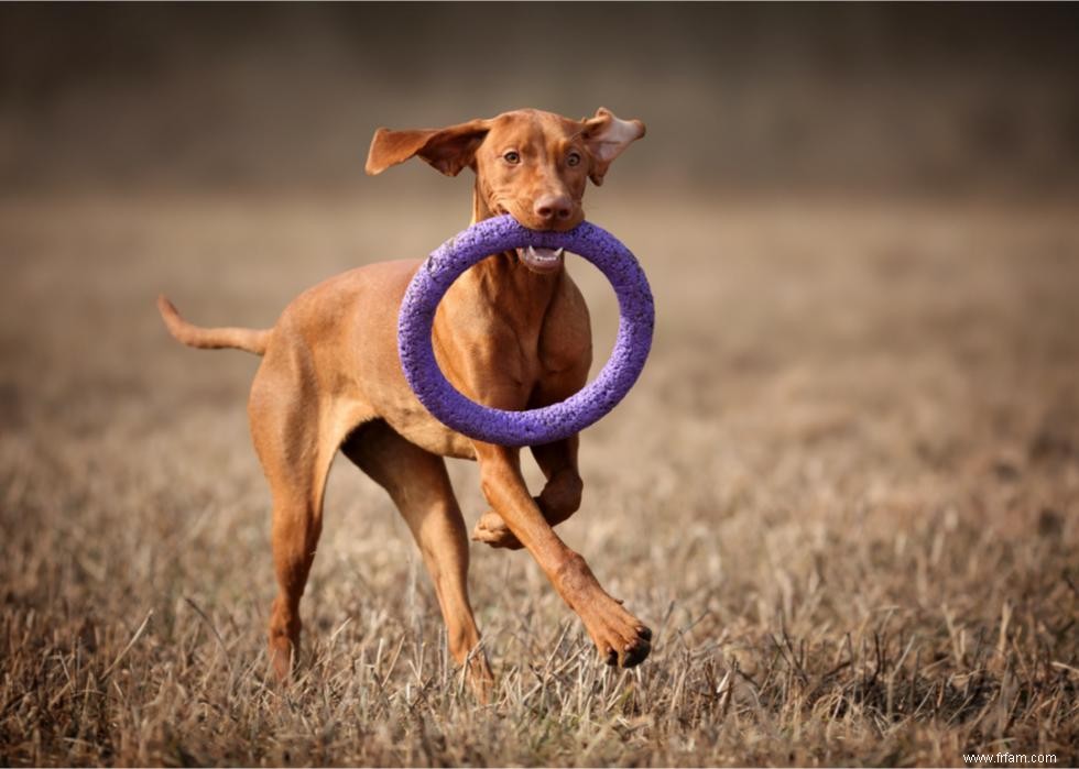 Les chiens les plus rapides du monde 