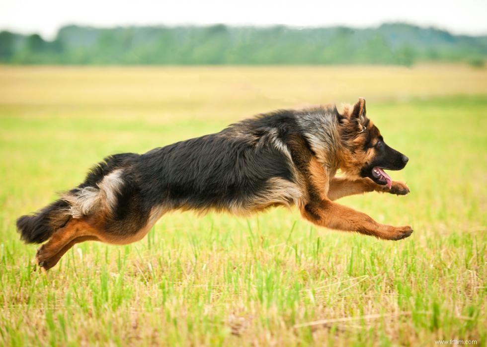 Les chiens les plus rapides du monde 