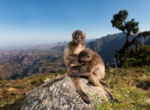 50 photos qui montrent la compagnie dans le règne animal 