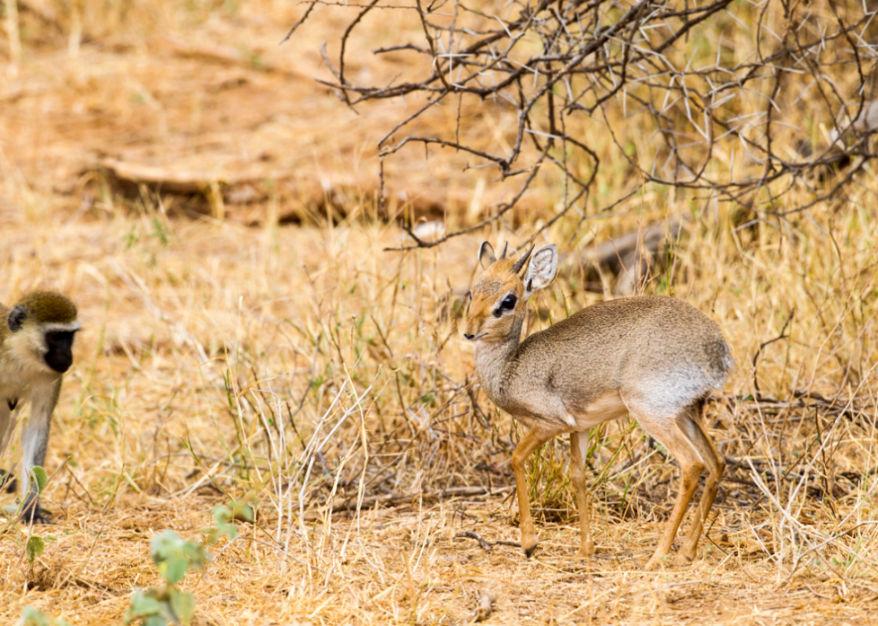 50 photos qui montrent la compagnie dans le règne animal 