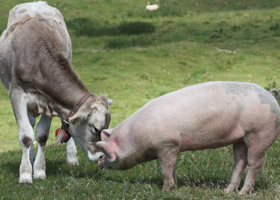 50 photos qui montrent la compagnie dans le règne animal 