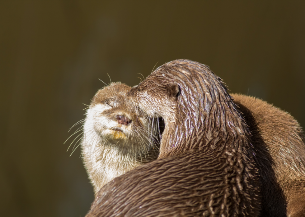 50 photos qui montrent la compagnie dans le règne animal 