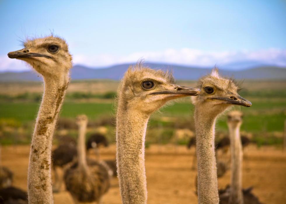 50 photos qui montrent la compagnie dans le règne animal 