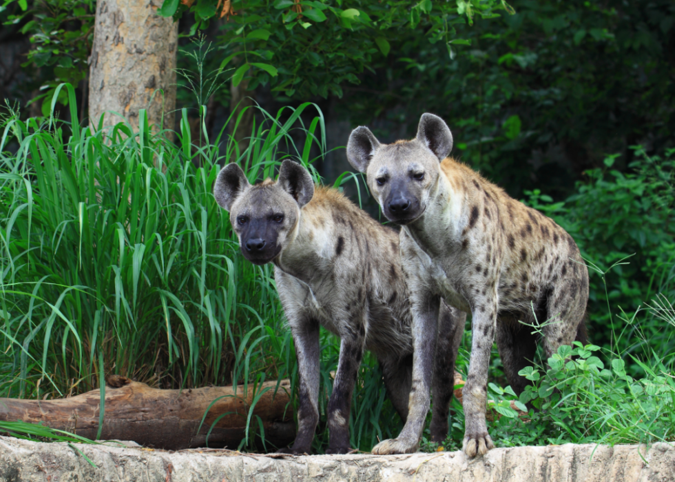 50 photos qui montrent la compagnie dans le règne animal 