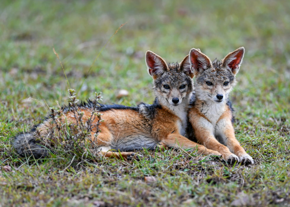 50 photos qui montrent la compagnie dans le règne animal 