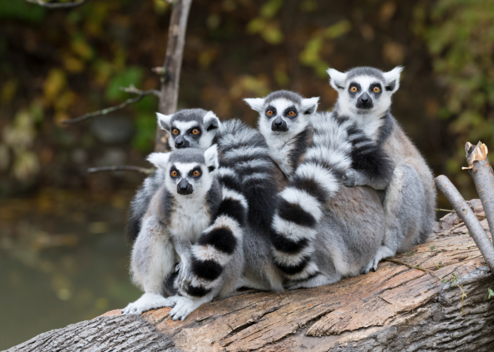 50 photos qui montrent la compagnie dans le règne animal 