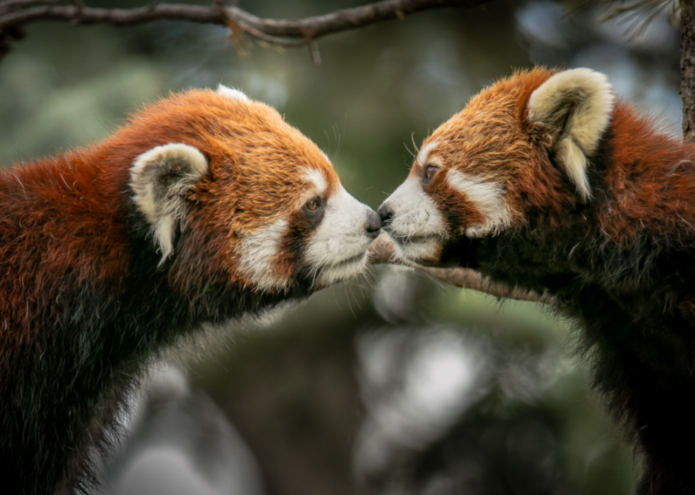 50 photos qui montrent la compagnie dans le règne animal 