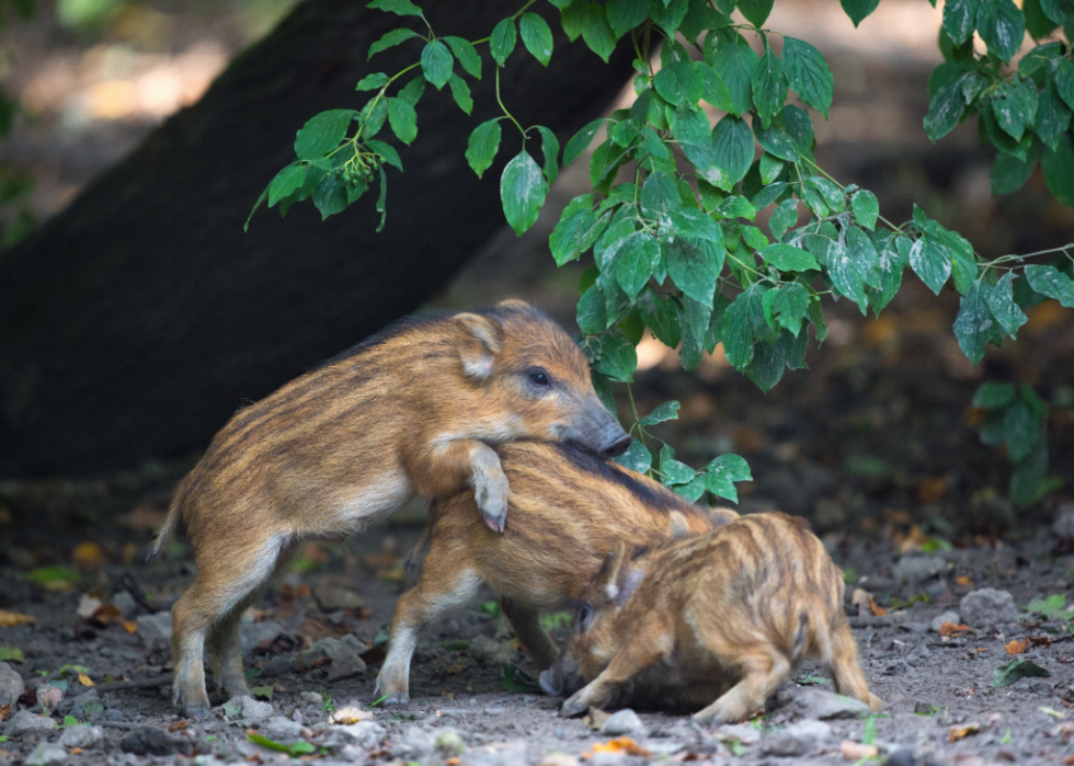 50 photos qui montrent la compagnie dans le règne animal 