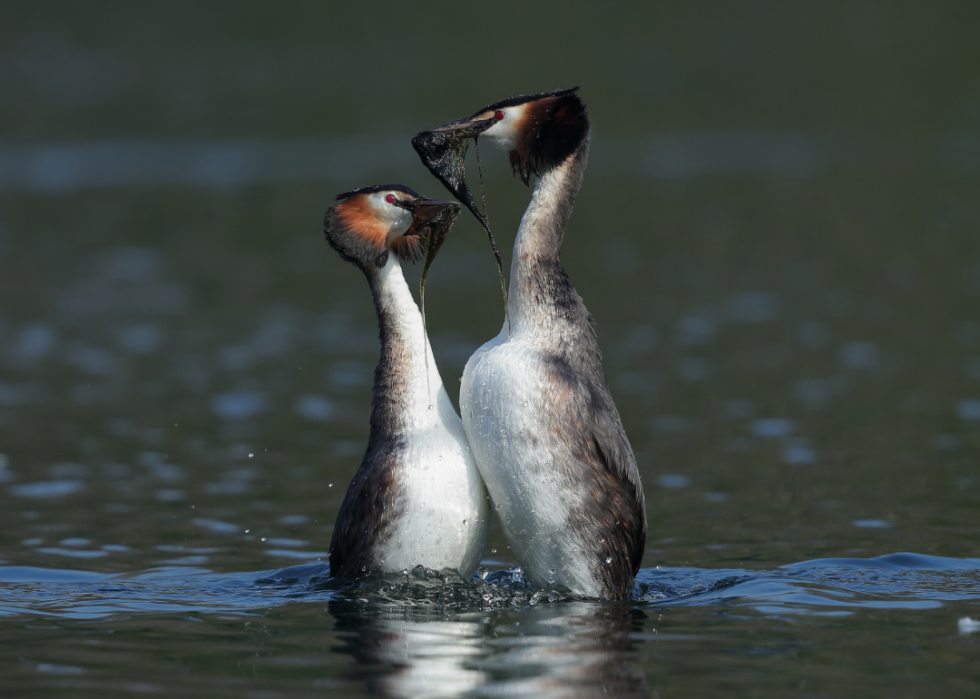 50 photos qui montrent la compagnie dans le règne animal 