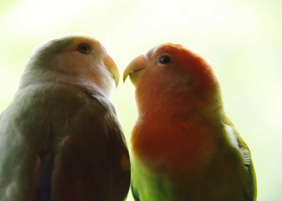 50 photos qui montrent la compagnie dans le règne animal 