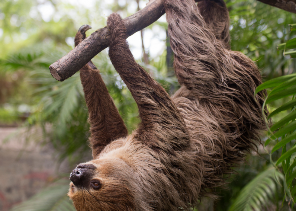 Pouvez-vous répondre à ces vrais  Jeopardy!  des questions sur les animaux? 