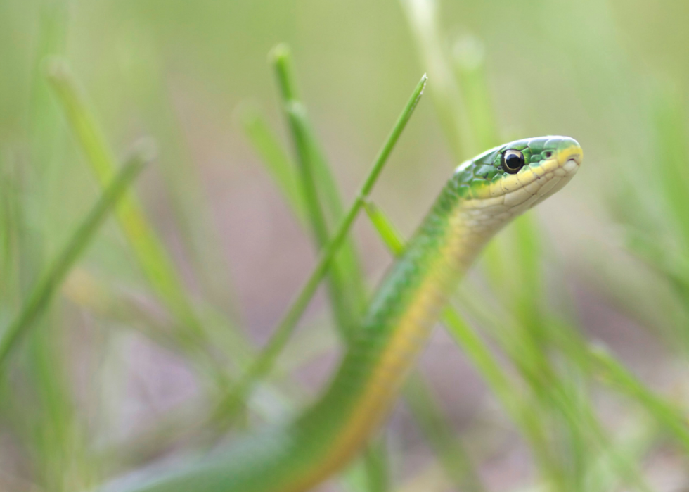 Pouvez-vous répondre à ces vrais  Jeopardy!  des questions sur les animaux? 