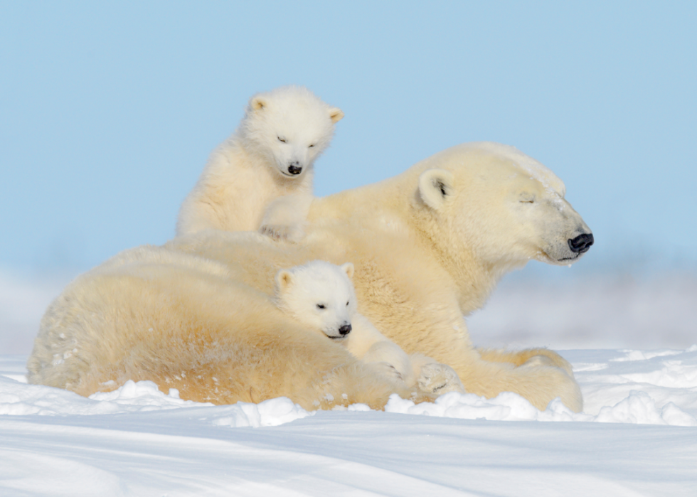 Pouvez-vous répondre à ces vrais  Jeopardy!  des questions sur les animaux? 