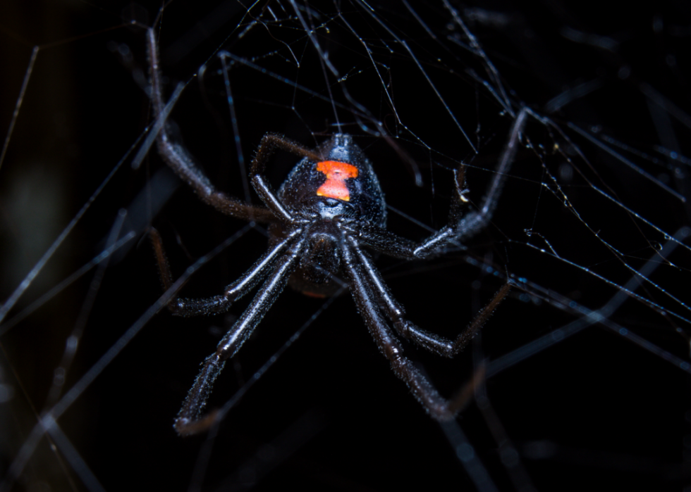 Faits fascinants sur l accouplement dans le règne animal 