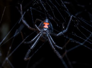 Faits fascinants sur l accouplement dans le règne animal 