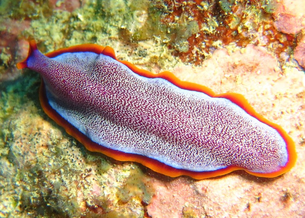 Faits fascinants sur l accouplement dans le règne animal 